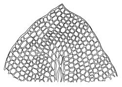 Mittenia plumula, leaf apex. Drawn from A.J. Fife 7079, CHR 406028.
 Image: R.C. Wagstaff © Landcare Research 2015 